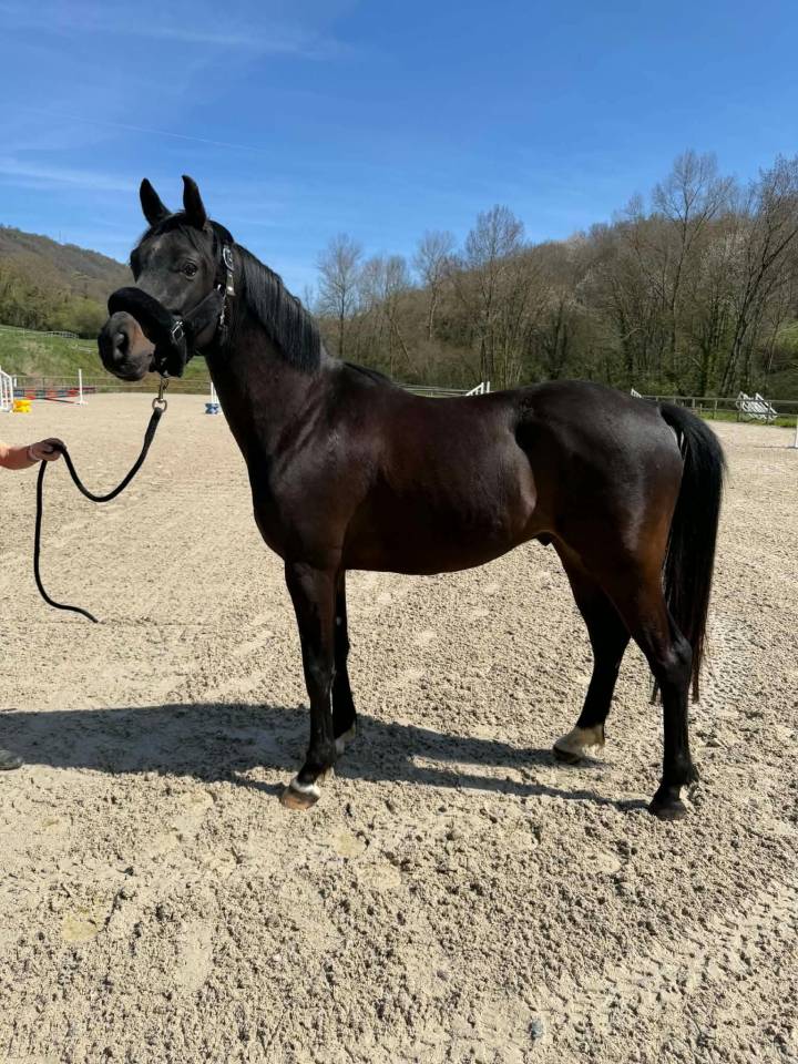 Vente Poney CSO