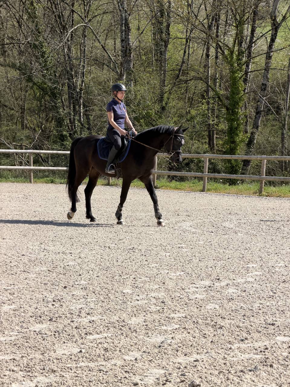 Vente Poney CSO