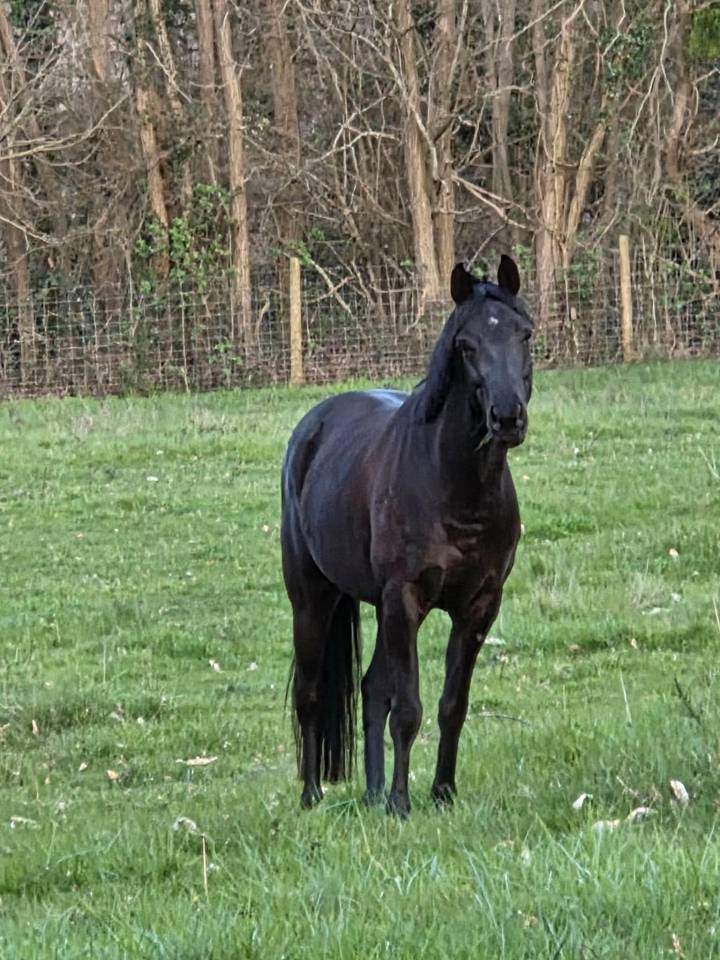Vente Poney CSO