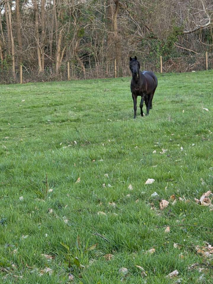 Vente Poney CSO