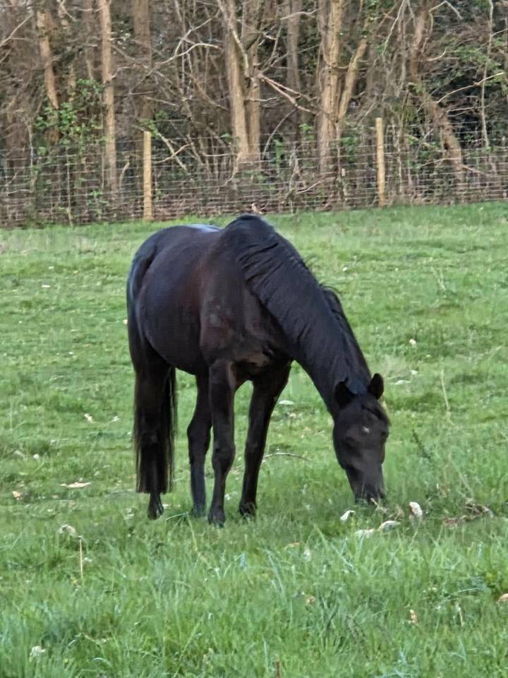 Vente Poney CSO