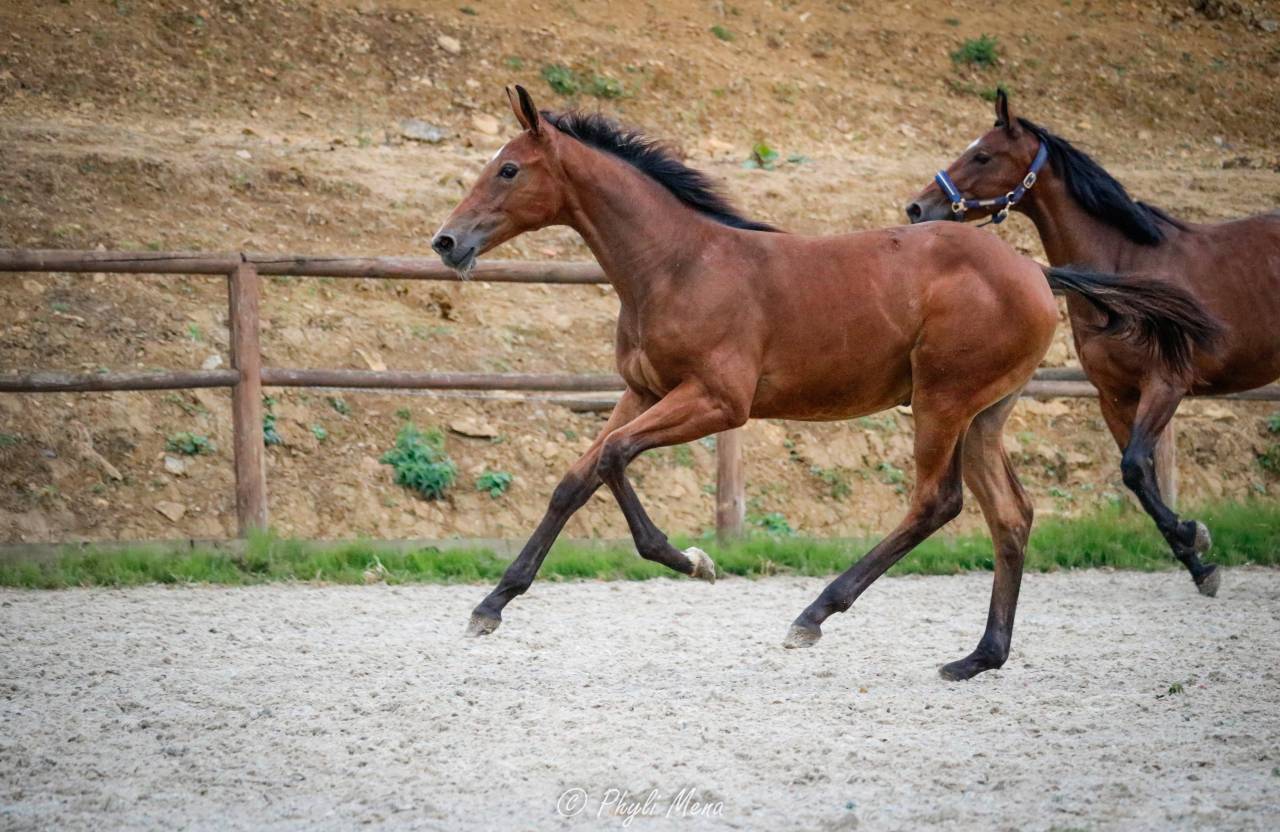 Jolie pouliche avec du chic et du cadre 