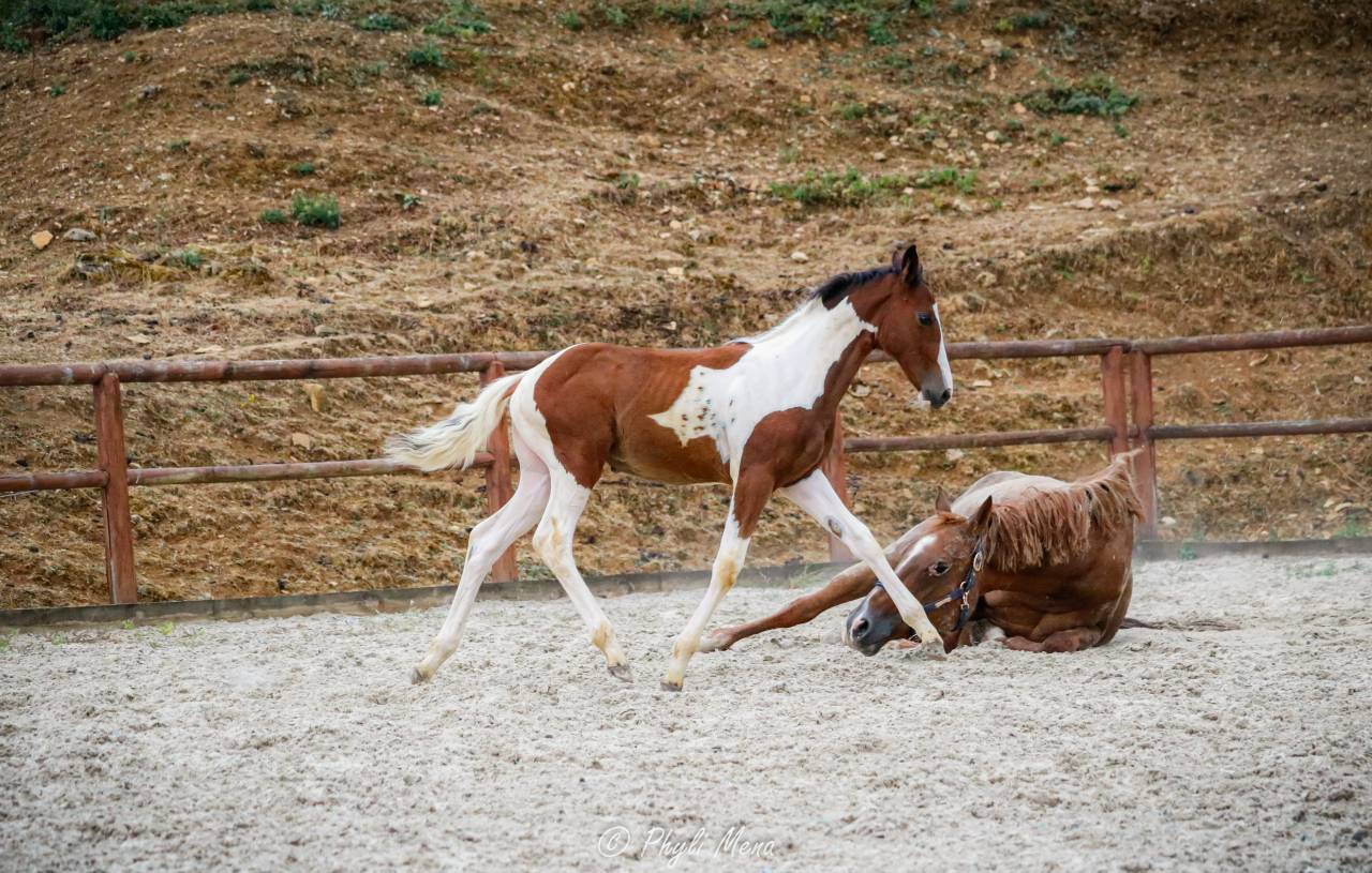 Pouliche pie z avec du chic 