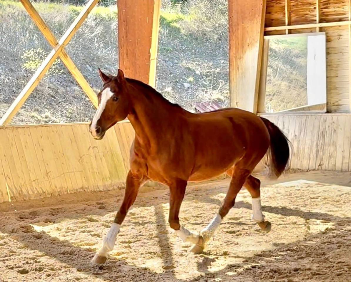 Jument - Hanovrienne - 11 ans - Dressage - France 