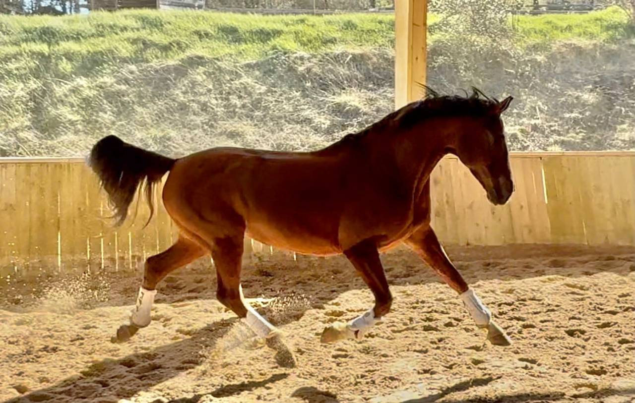 Jument - Hanovrienne - 11 ans - Dressage - France 