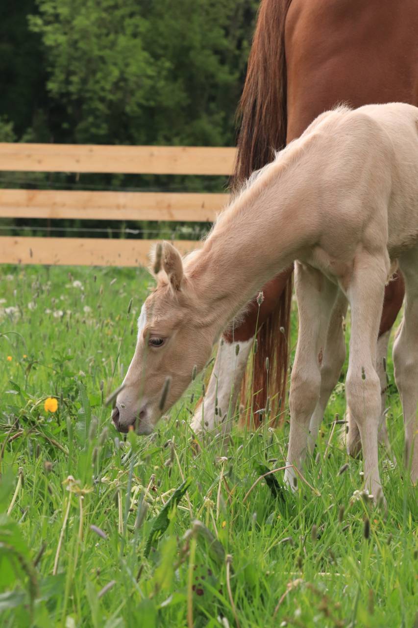 MALE PFS PALOMINO A RESERVER AU SEVRAGE 