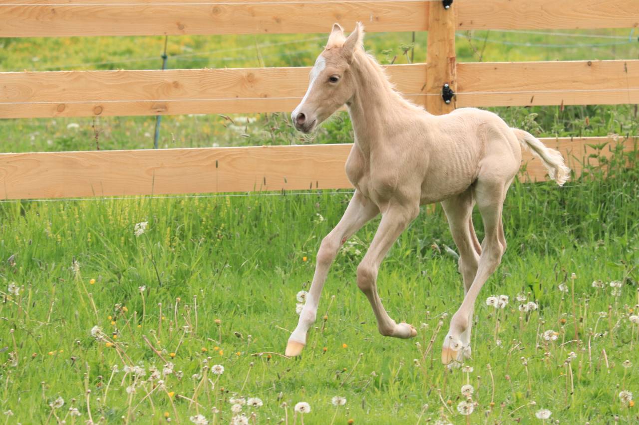 MALE PFS PALOMINO A RESERVER AU SEVRAGE 