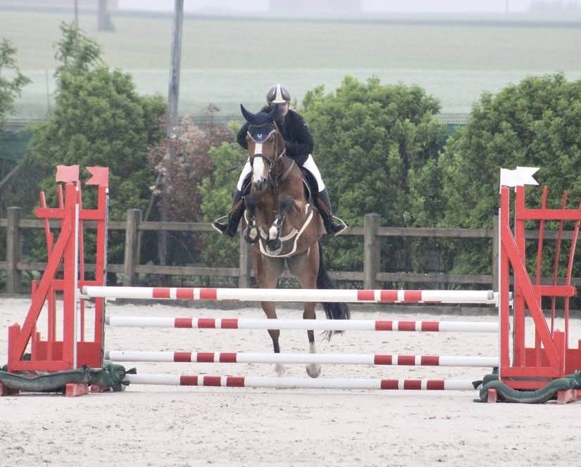 Hongre 12 ans SF