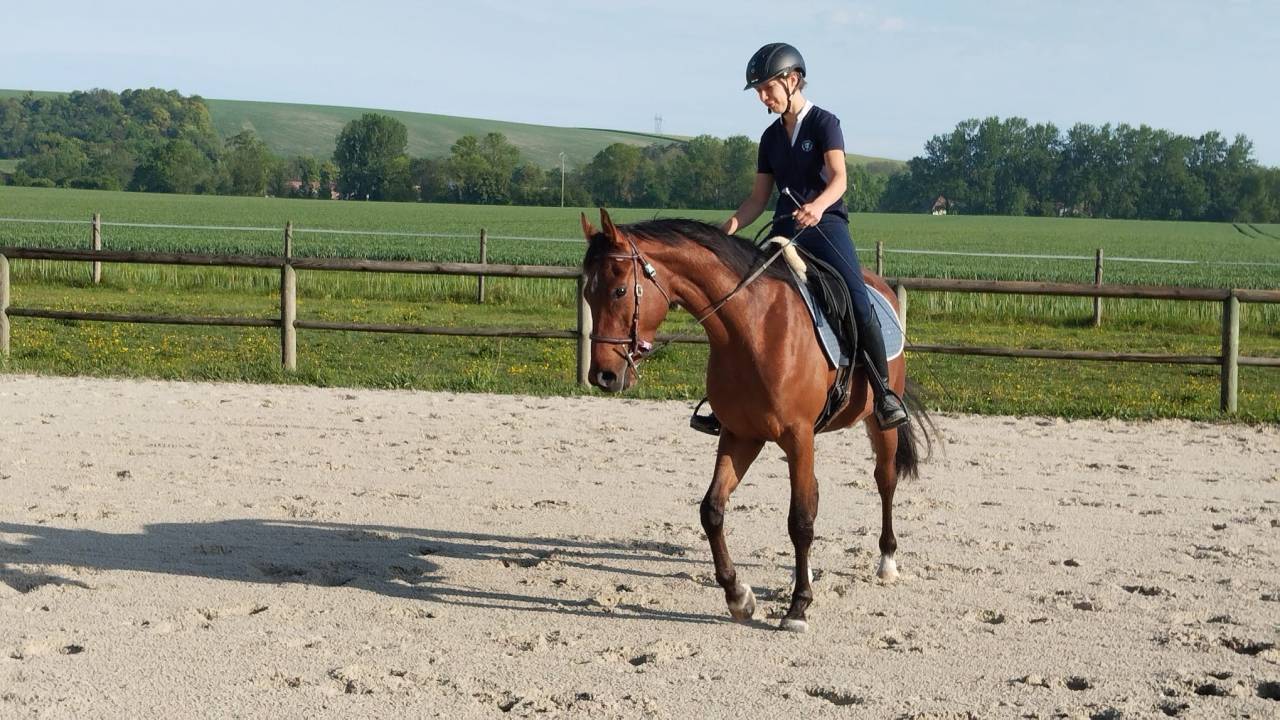 Cheval Hongre Arabe de 3 ans, d&eacute;bourr&eacute;, gentil