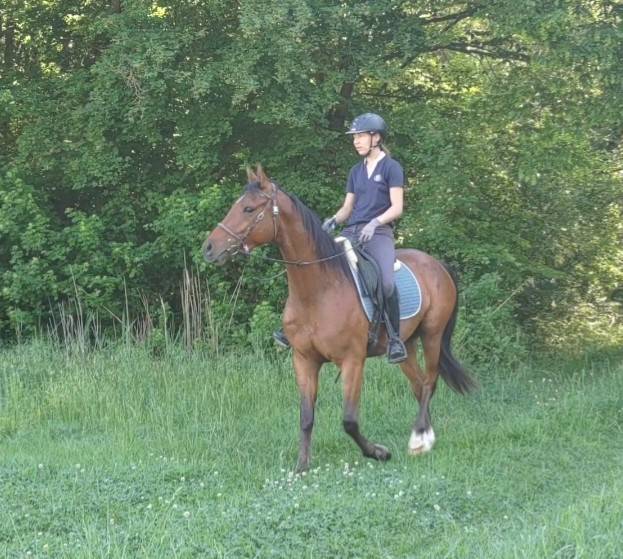 Cheval Hongre Arabe de 3 ans, d&eacute;bourr&eacute;, gentil