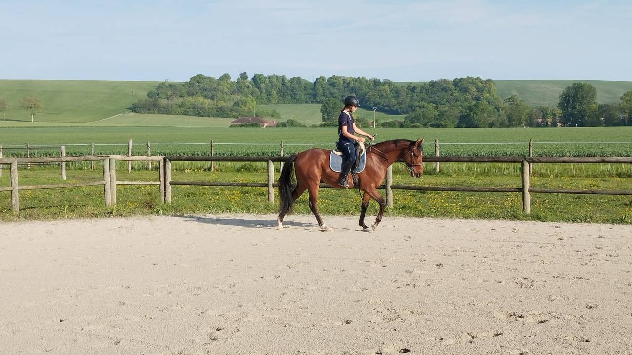 Cheval Hongre Arabe de 3 ans, d&eacute;bourr&eacute;, gentil