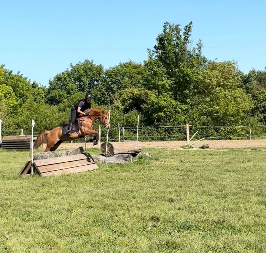 Vends Poney D 9 ans - CSO DRESSAGE CCE