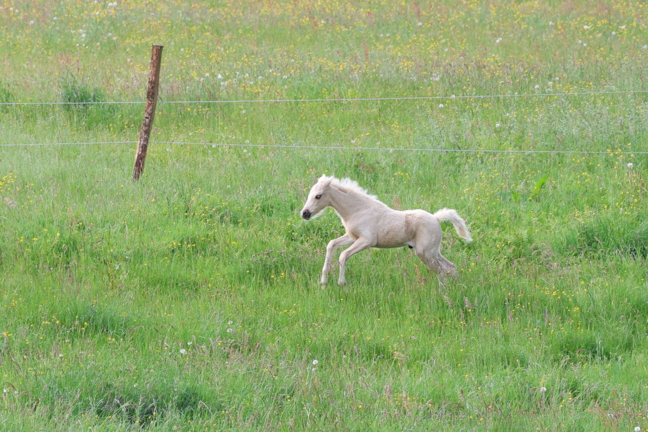 Quadzar de l'Oublan, m&acirc;le WB palomino