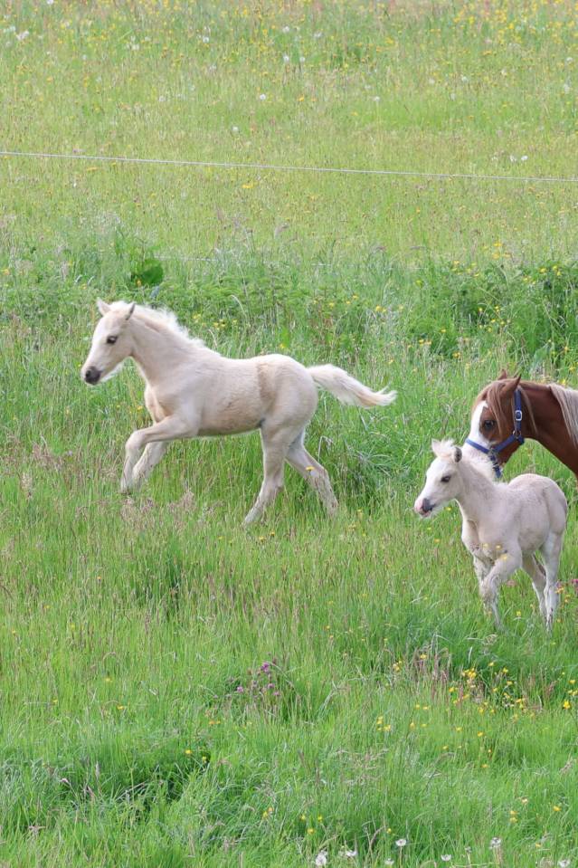 Quadzar de l'Oublan, m&acirc;le WB palomino