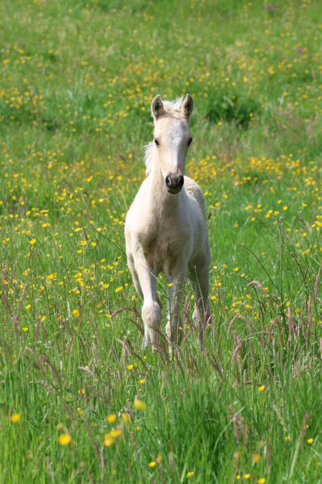 Quadzar de l'Oublan, m&acirc;le WB palomino