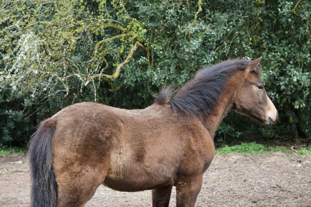 Poulain 8 mois 