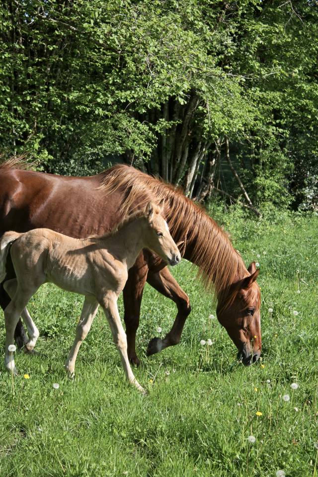 Jeune pouliche &agrave; r&eacute;server