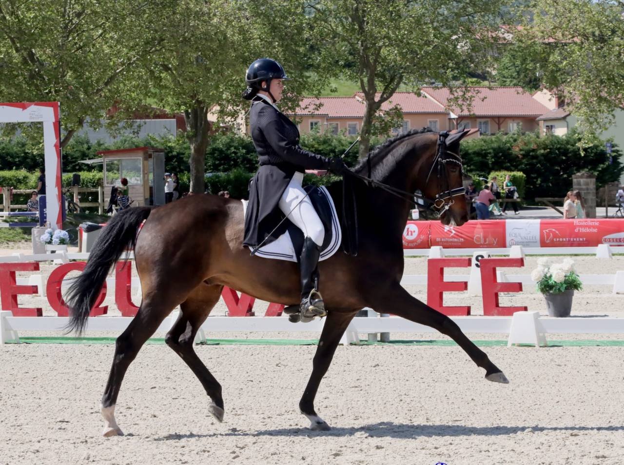 Hongre - KWPN - 14 ans - Dressage PSG - France