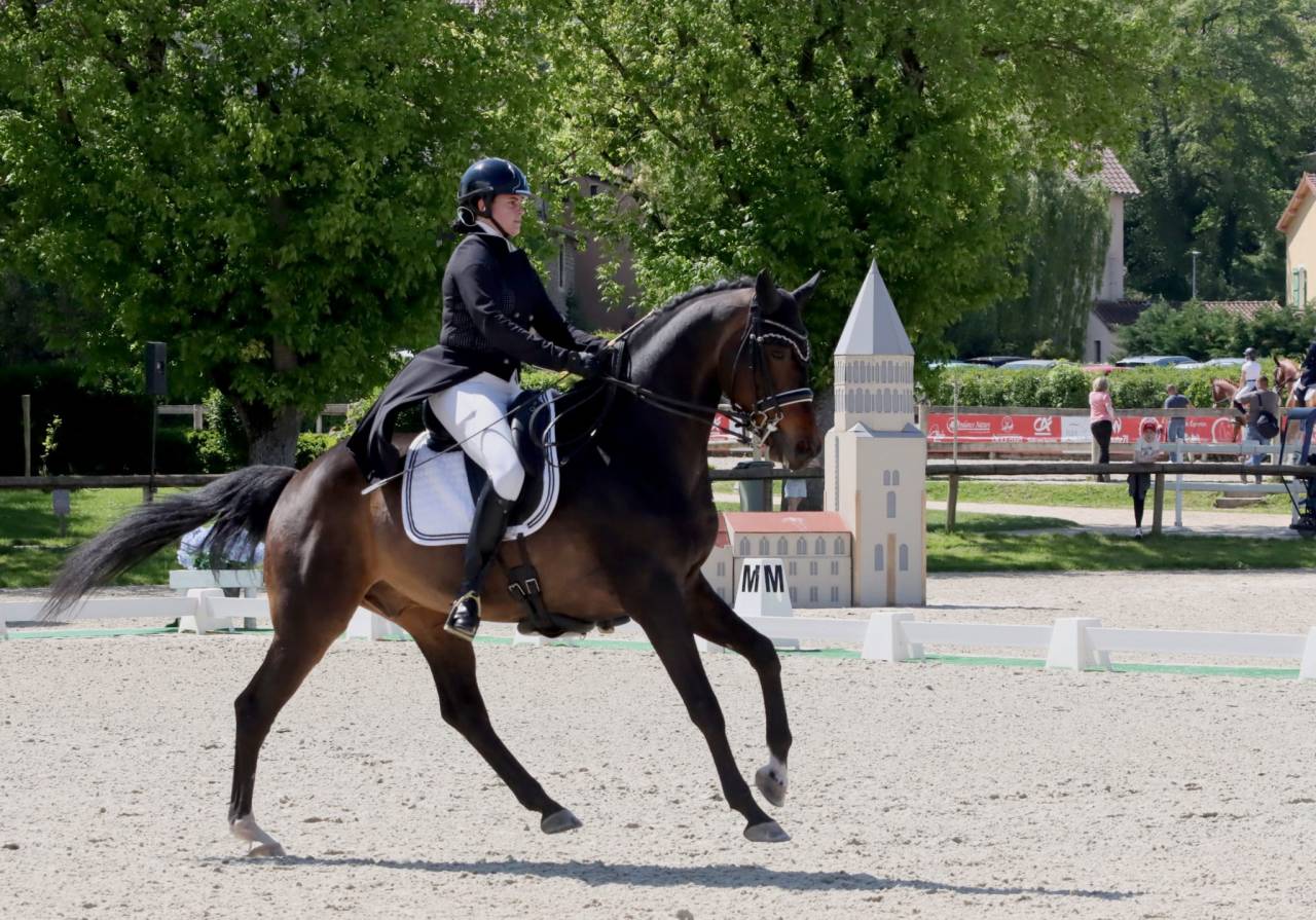 Hongre - KWPN - 14 ans - Dressage PSG - France