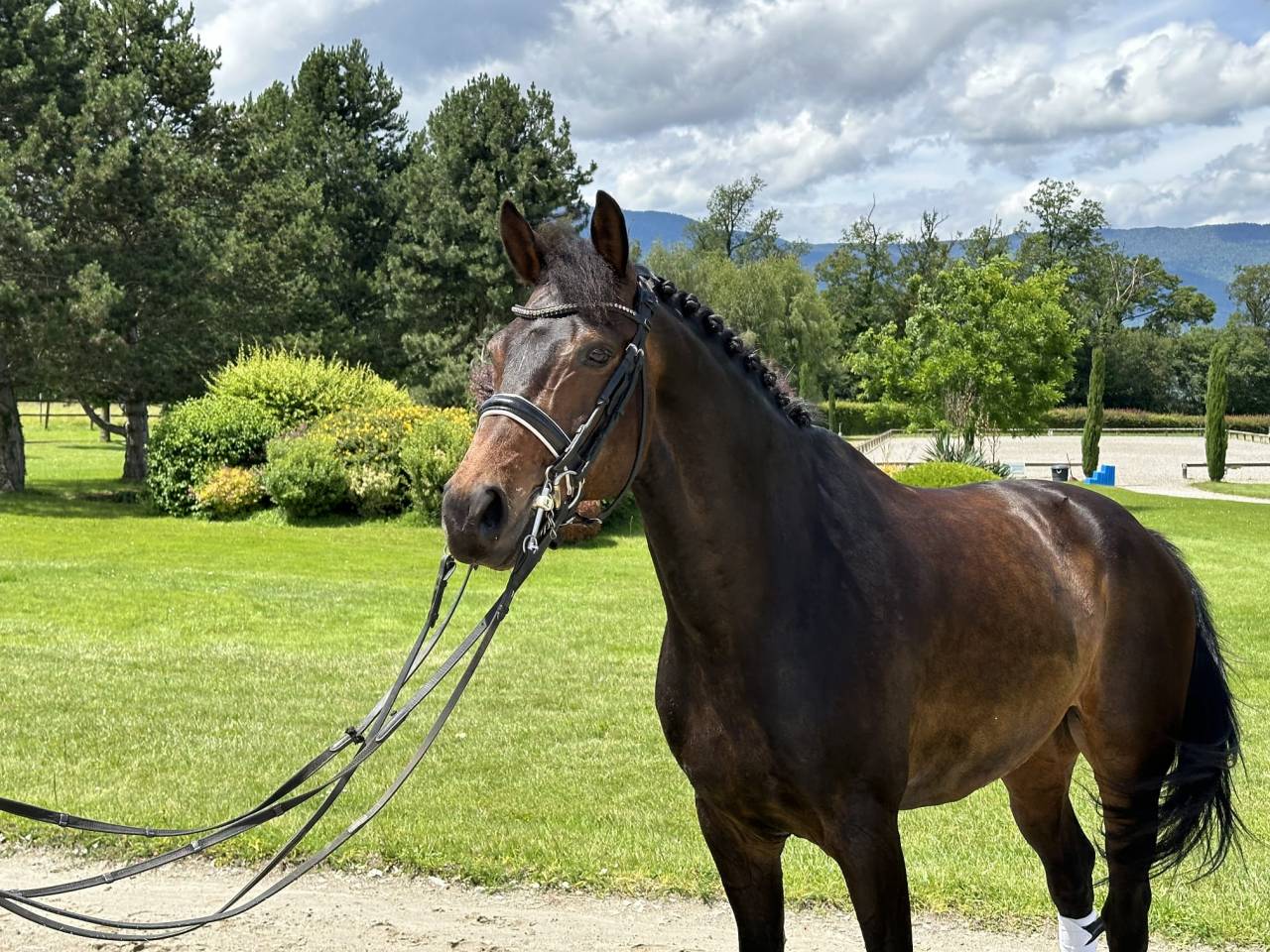 Hongre - KWPN - 14 ans - Dressage PSG - France
