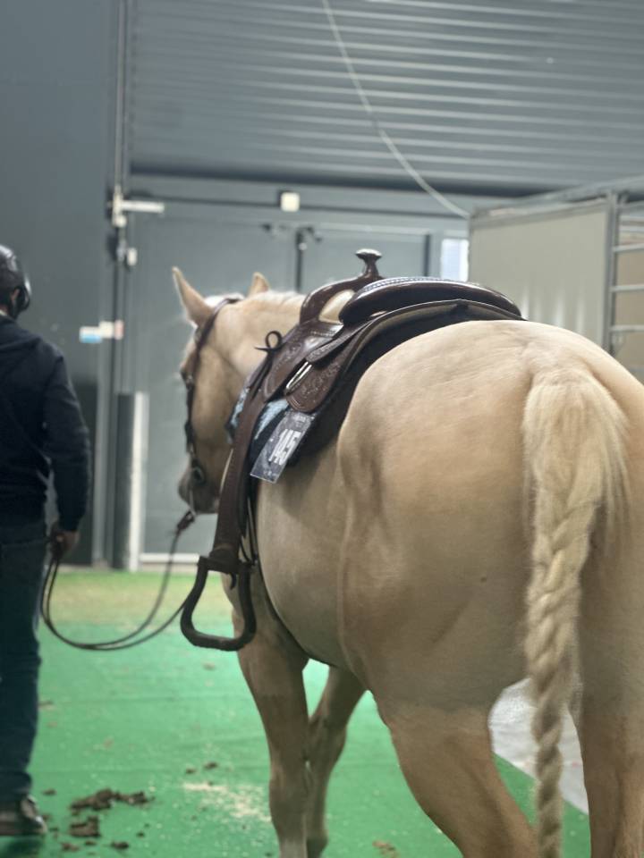 Hongre APHC 8 ans