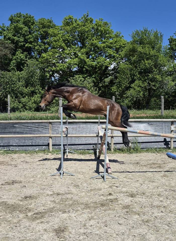 Connemara HC gros potentiel