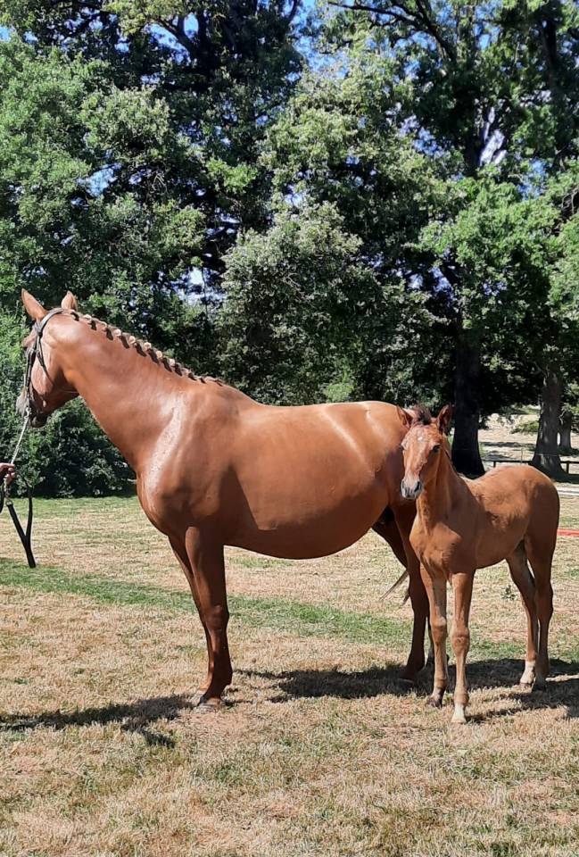Poulini&egrave;re 14a SF (Arko III x Odyss&eacute;e Semilly)