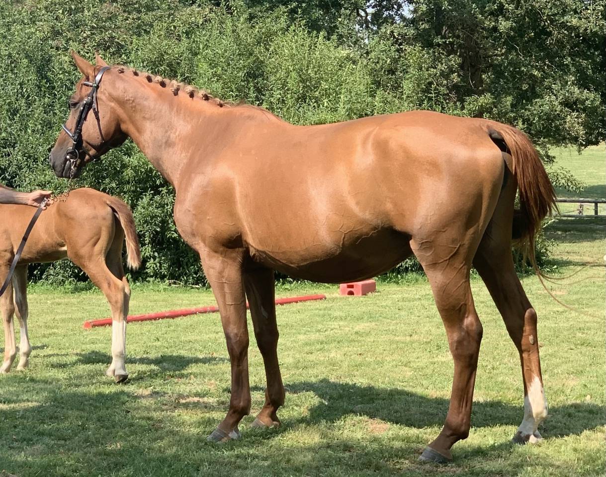 Poulini&egrave;re 14a SF (Arko III x Odyss&eacute;e Semilly)