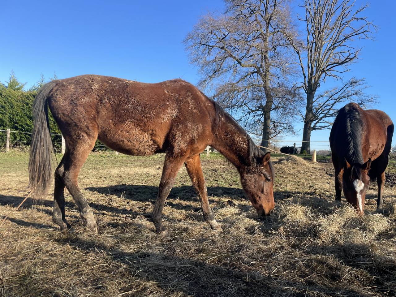 Jument 3a SF sport (Conte Bellini x Odyss&eacute;e Semilly) 