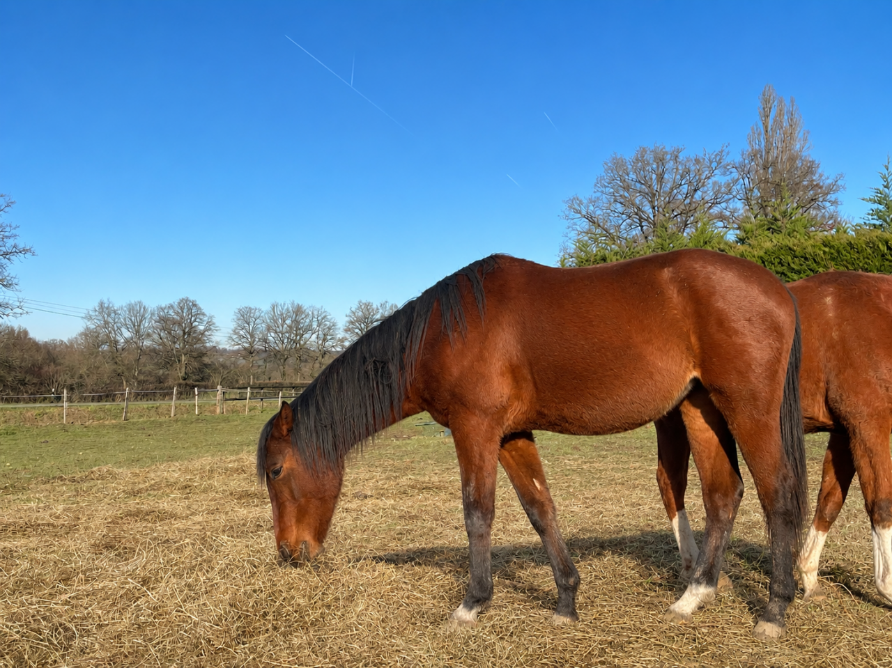 Jument 3a SF sport (Conte Bellini x Odyss&eacute;e Semilly) 