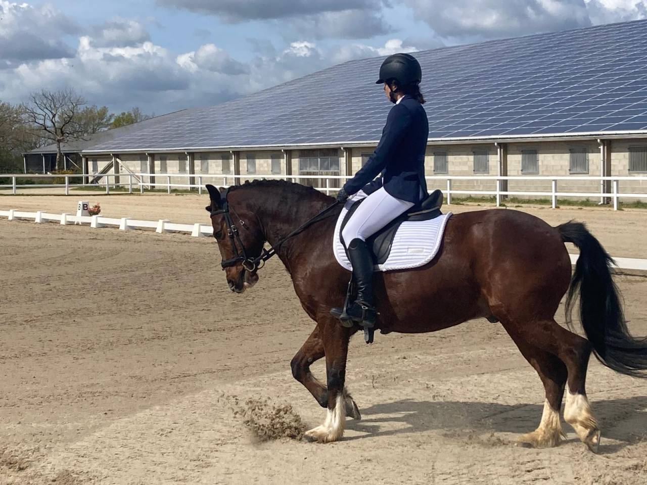 A vendre poney New Forest 