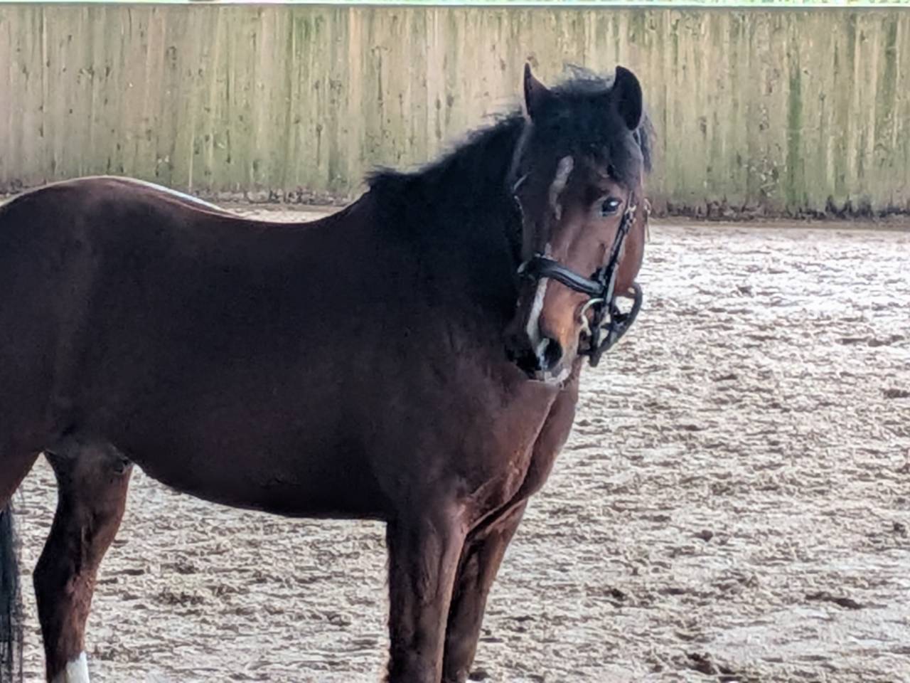 A vendre poney New Forest 