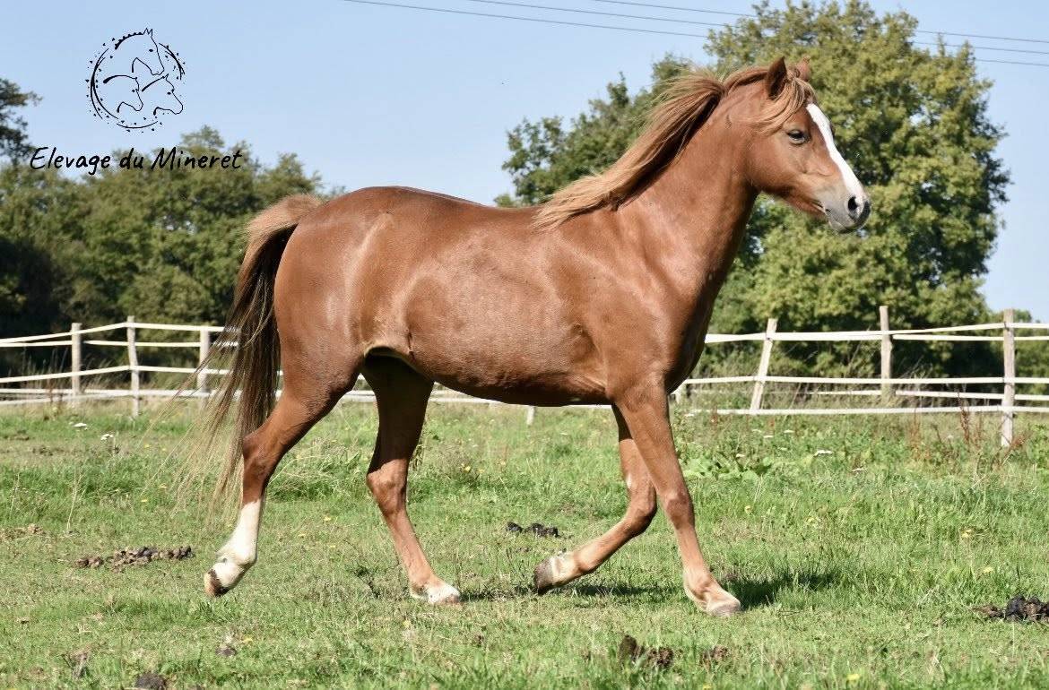 Ponette welsh Part Bred