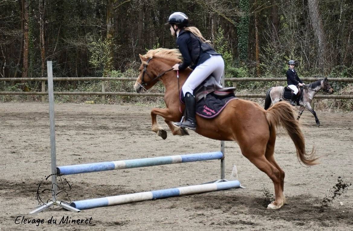 Ponette welsh Part Bred