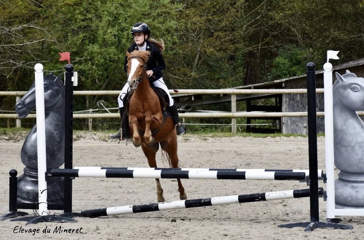 Ponette welsh Part Bred