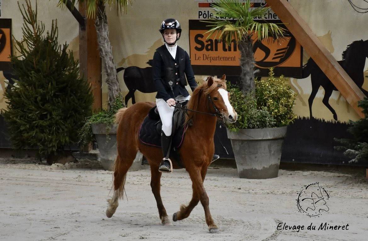 Ponette welsh Part Bred