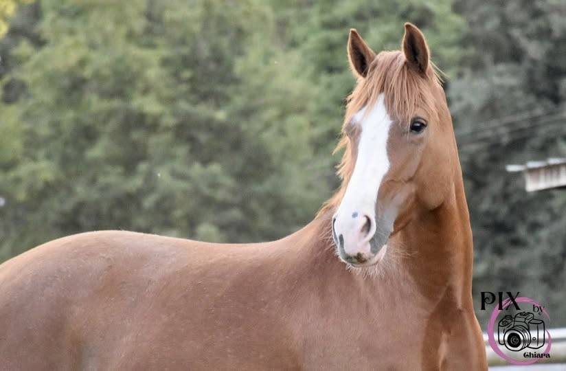Ponette D
