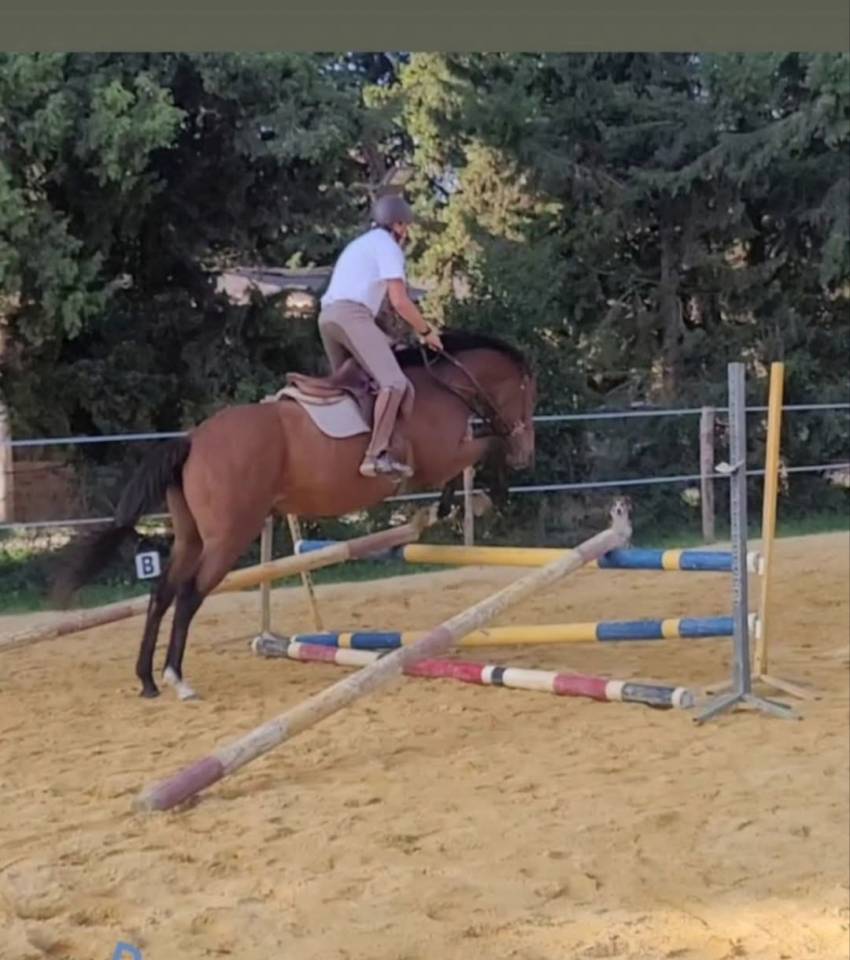 Cheval sport loisirs 5 ans