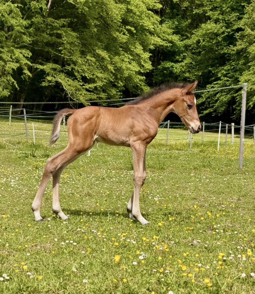 Foal 2026