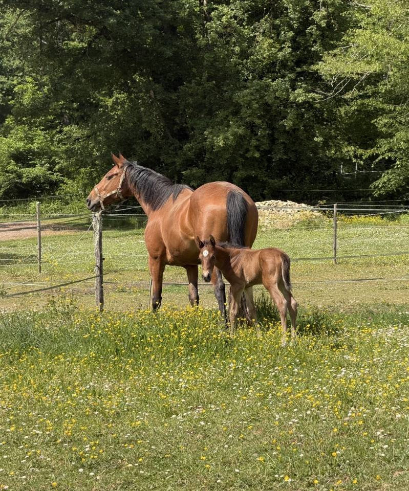Foal 2026