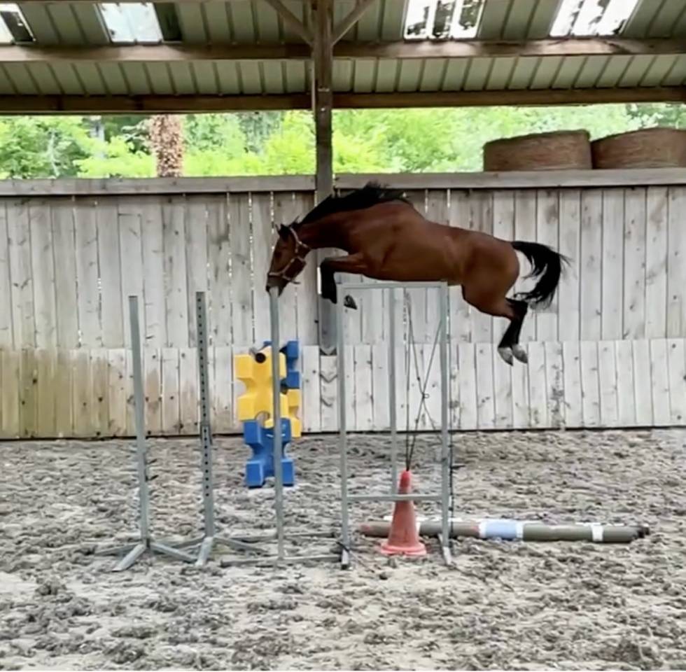 Foal 2026