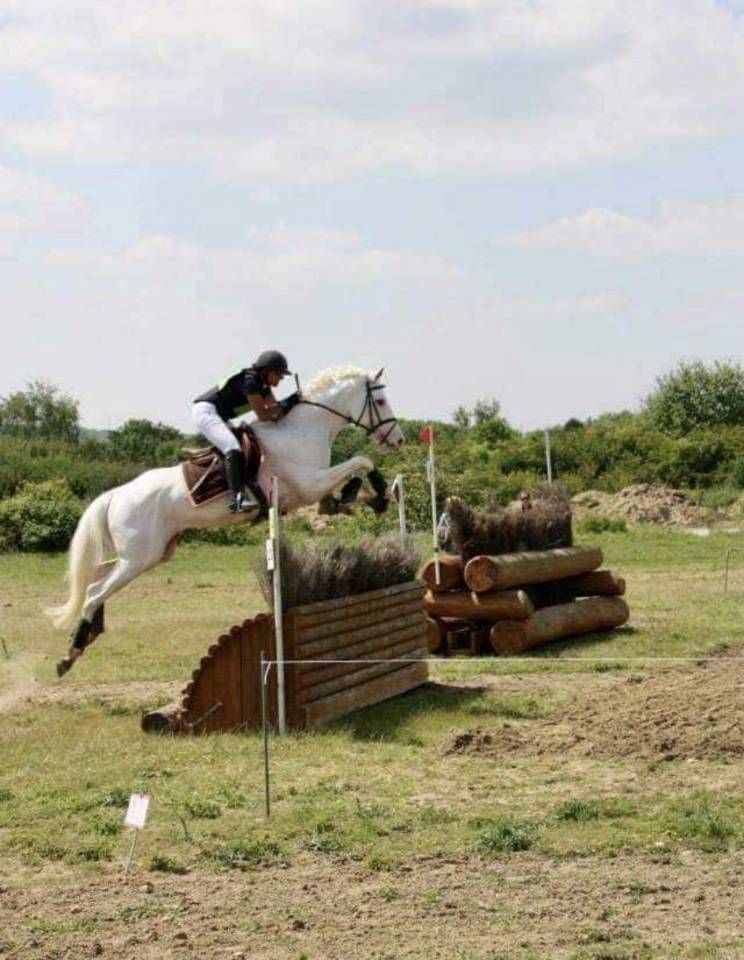 Foal 2026