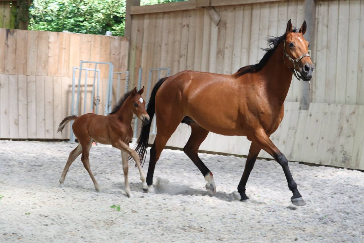 Foal 2026