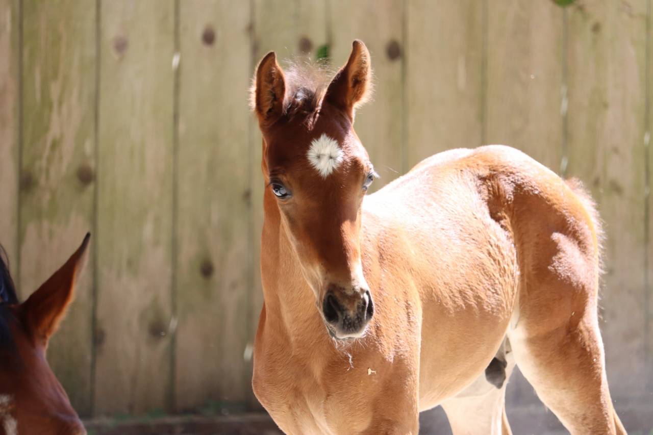 Foal 2026