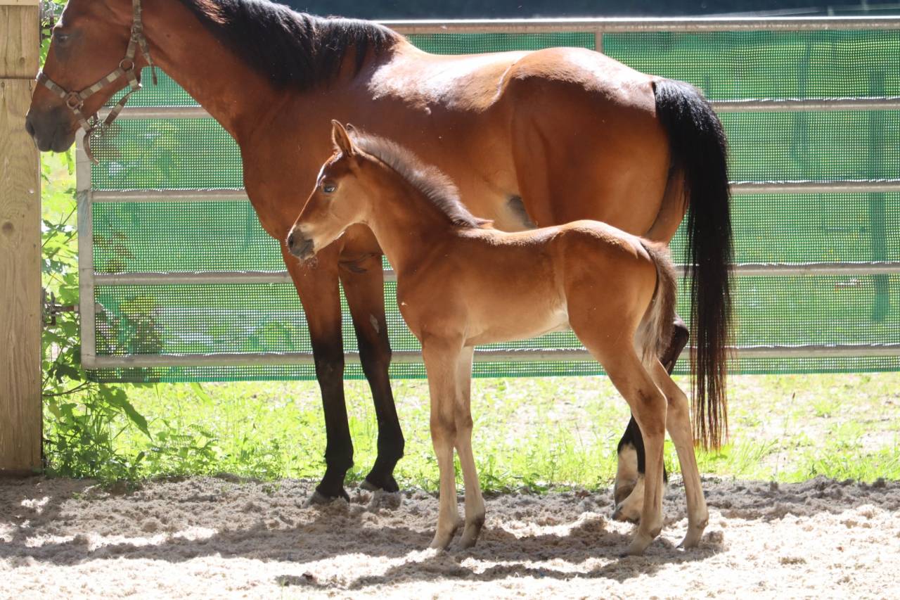 Foal 2026