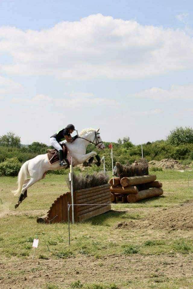 Foal 2026