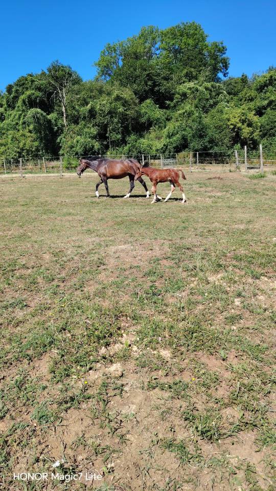 Poulain sf origine sport haut niveau