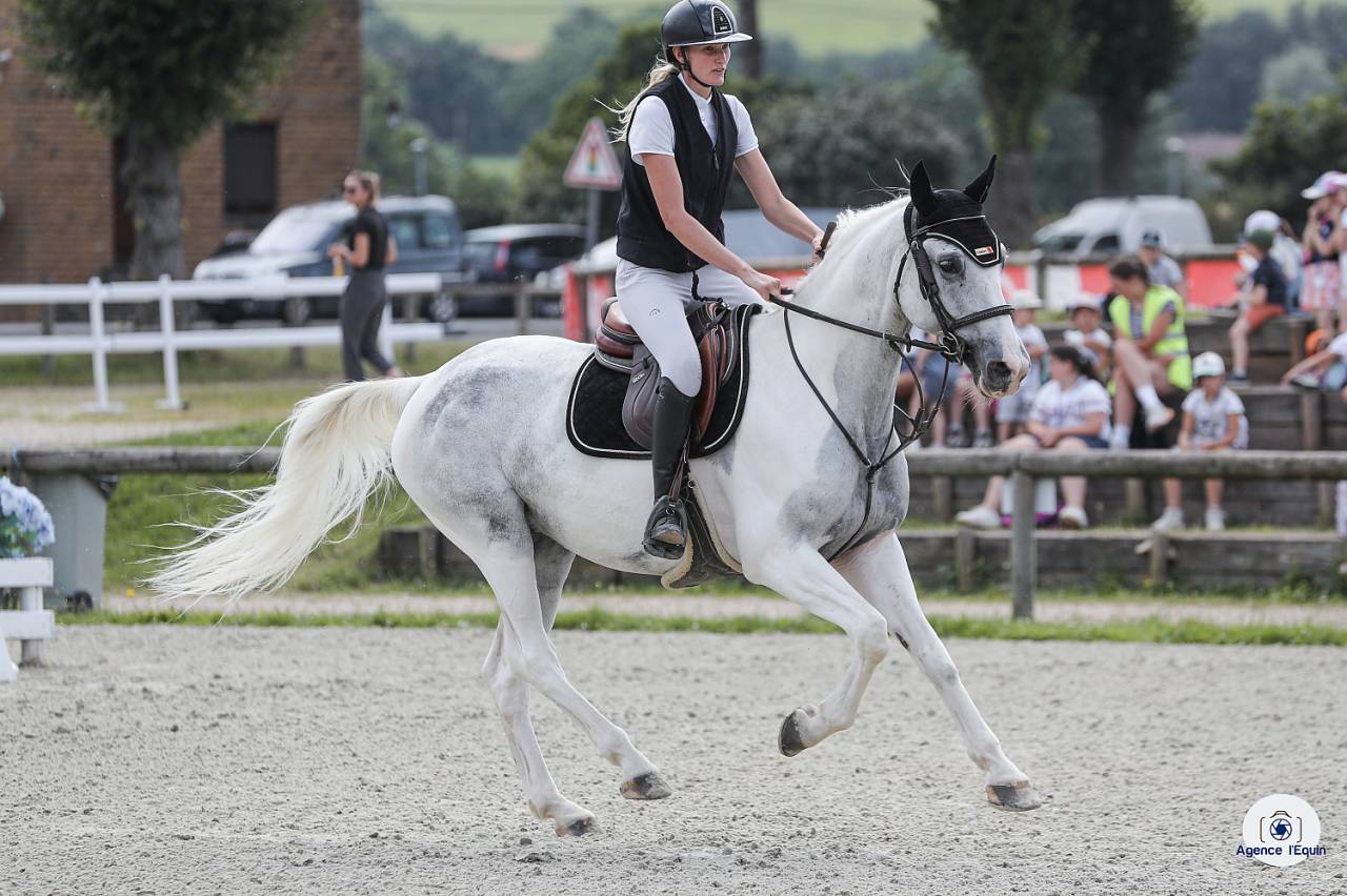 Hongre 9 ans pie gris 