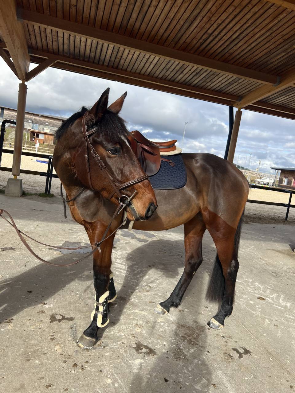 Jument 5 ans SF