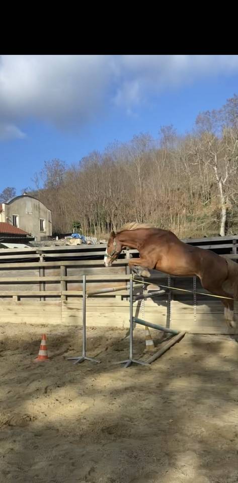 Cheval &agrave; vendre 
